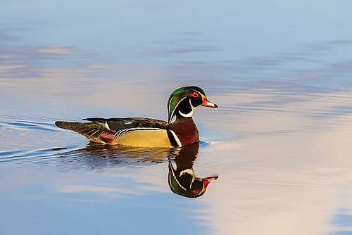 Wood duck male in wetland, Marion County, Illinois. Art Print